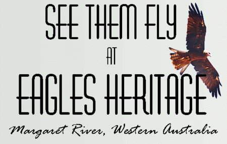 Eagles Heritage Raptor Wildlife Centre - Accommodation Directory