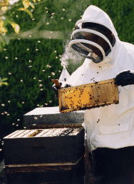 The House Of Honey - Accommodation Directory 3