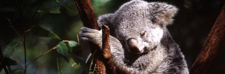 Koala and River Cruise by Mirimar Cruises - Accommodation Directory