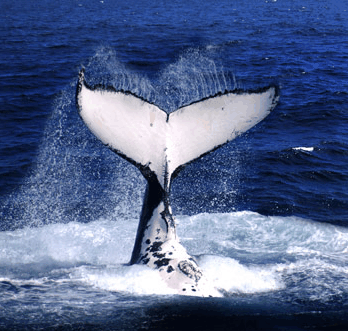 Brisbane Whale Watching - Accommodation Directory