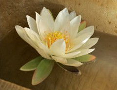 Orchid Day Spa - Accommodation Directory 2