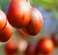 Tropical Fruit World - Accommodation Directory