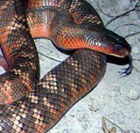 Armadale Reptile  Wildlife Centre - Accommodation Directory