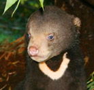 Perth Zoo - Accommodation Directory