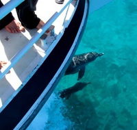 Pelican Charters - Accommodation Directory