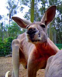 Birdland Animal Park - Accommodation Directory 3