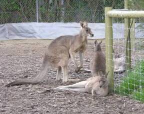 The Great Ocean Road VIC Accommodation Directory