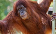 Melbourne Zoo - Accommodation Directory 1