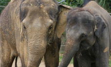 Melbourne Zoo - Accommodation Directory 3