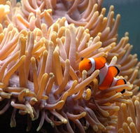 Reef HQ Great Barrier Reef Aquarium - Accommodation Directory