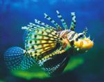 Underwater World - Accommodation Directory 0
