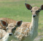 Marapana Wildlife Park - Accommodation Directory