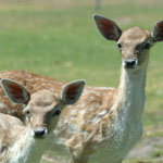 Marapana Wildlife Park - Accommodation Directory 0