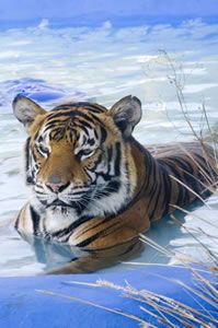 Zoo Doo Wildlife Park - Accommodation Directory 0