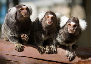 Zoo Doo Wildlife Park - Accommodation Directory 1