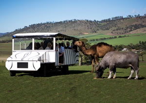 Zoo Doo Wildlife Park - Accommodation Directory 2