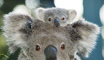 Lighthouse Beach ACT Accommodation Directory