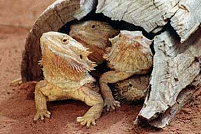 Alice Springs Reptile Centre - Accommodation Directory 0