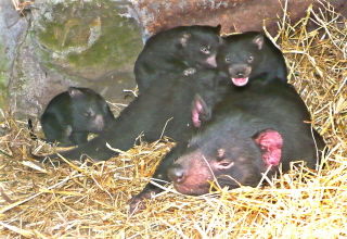 East Coast Natureworld - Accommodation Directory 0