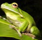 The Rainforest Habitat - Accommodation Directory