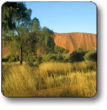 Uluru - Kata Tjuta National Park - Accommodation Directory 0