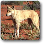 Uluru - Kata Tjuta National Park - Accommodation Directory 3