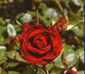 Ashcombe Maze & Tearooms - Accommodation Directory 1