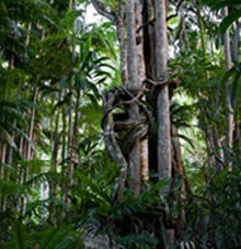 Rainforest Skywalk - Accommodation Directory 3