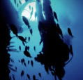 Scuba World - Accommodation Directory