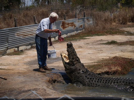 Koorana Saltwater Crocodile Farm - Accommodation Directory 1
