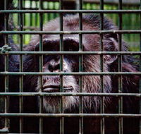 Rockhampton Zoo - Accommodation Directory