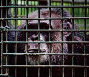 Rockhampton Zoo - Accommodation Directory 0