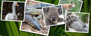 Rockhampton Zoo - Accommodation Directory 2
