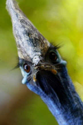 Symbio Wildlife Gardens - Accommodation Directory 2