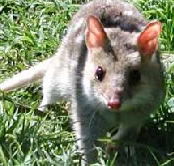 Urimbirra Wildlife Park - Accommodation Directory