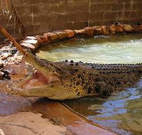 Wyndham Zoological Gardens and Crocodile Park - Accommodation Directory