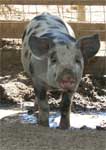 Wagga Wagga Zoo - Accommodation Directory 0