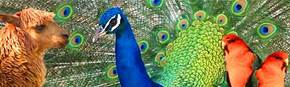 Wagga Wagga Zoo - Accommodation Directory 1