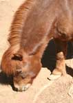 Wagga Wagga Zoo - Accommodation Directory 3
