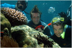 Dolphin Wild - Accommodation Directory 1