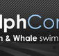 Dolphcom - Dolphin  Whale Swimming Adventures - Accommodation Directory