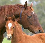 Blue Gum Farm - Accommodation Directory