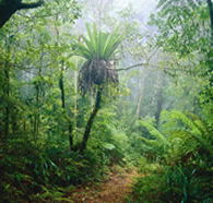 Lamington National Park and OReillys - Accommodation Directory