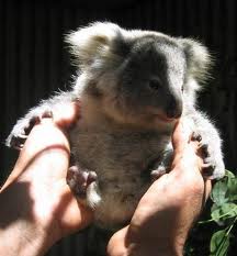 Koala Park Sanctuary - Accommodation Directory 1