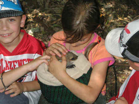 Koala Park Sanctuary - Accommodation Directory 3