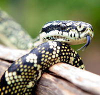 Reptile Encounters - Accommodation Directory
