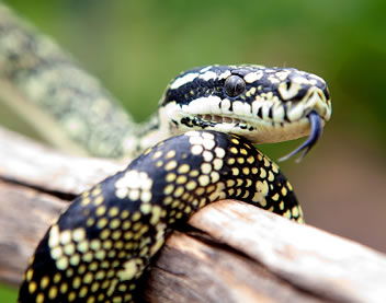 Reptile Encounters - Accommodation Directory 0