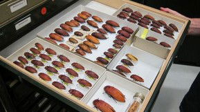 Western Australian Museum - Accommodation Directory 1