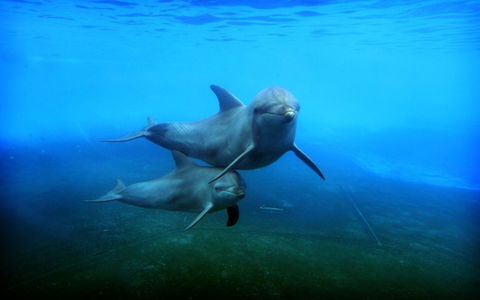 Dolphin Marine Magic - Accommodation Directory 4