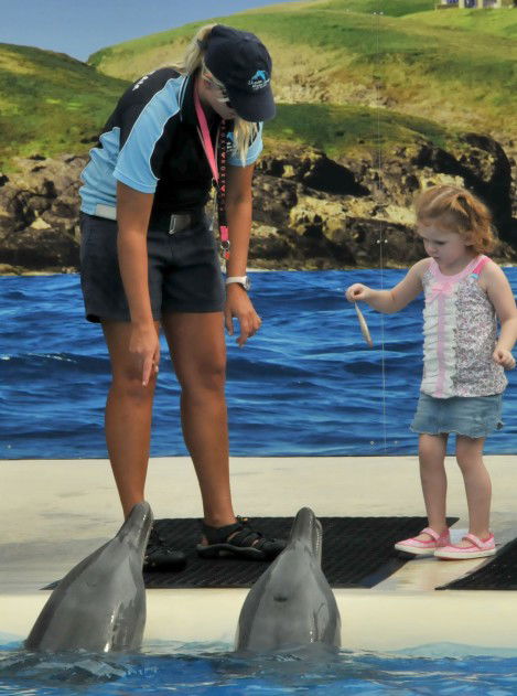Dolphin Marine Magic - Accommodation Directory 10